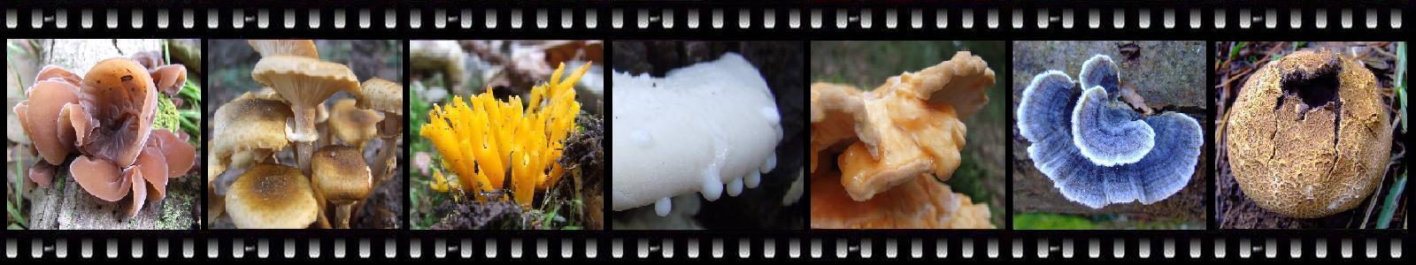 bandeau champignon