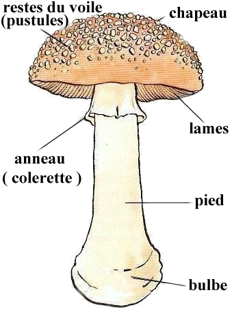 aspect gnral
