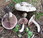 photo agaric champêtre