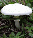 photo agaric des bois