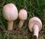 photo agaric des jachères