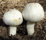 photo agaric jaunissant