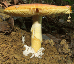 photo amanite des césars