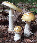 amanite jonquille