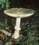 photo amanite panthère