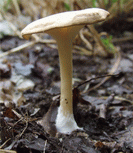 clitocybe en entonnoir1