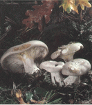 clitocybe nbuleux