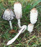 coprin chevelu