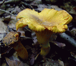 girolle frrugineuse