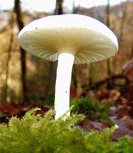hygrophore ivoire