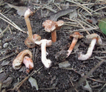 photo inocybe de Godey