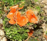 photo pézize orangée