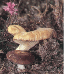 pleurote du panicaut