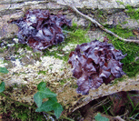 photo tremelle foliace