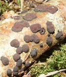 photo hypoxylon brun